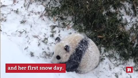 Three members of the Giant Panda family have birthdays in August | Rare Animals