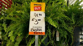 Home depot greer $3 Ferns