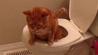 Cat Caught Using The Toilet Like A Human