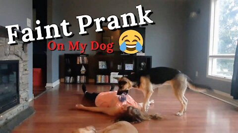 Fainting Prank On Dogs + Tik Tok Nate Robinson Knockout Challenge | Dogs Reaction is Hilarious