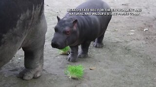 Mexican zoo celebrates birth of baby hippo