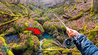 Trout Fishing a TINY Creek!! (3 Days of Fly Fishing)