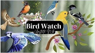 Live Bird Feed and Critter Cam Upstate/Central NY