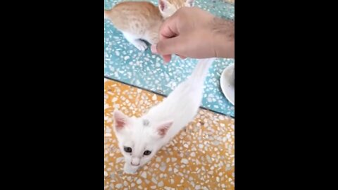 My cute kittens 2022 🥰 #shorts #viral #rumbleshort videos