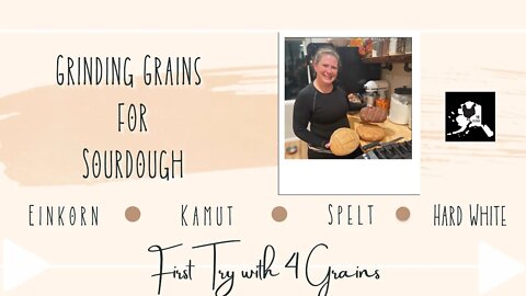 Grinding grains and testing different sourdough bread | Einkorn Kamut Spelt and Hard White Wheat