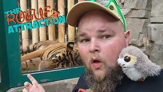 First Time At Busch Gardens Tampa Bay | Tigers And Coasters...Oh My