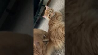 Amazing cat video
