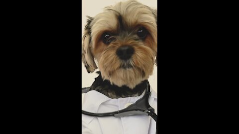 Cute Dog dressed as a Doctor