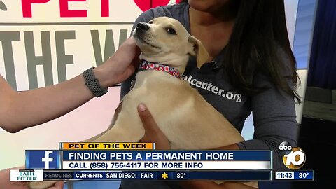 Pet of the Week: Jethro