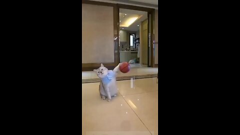 Funny Cat Dribble Basketball Play Super Cute #shorts