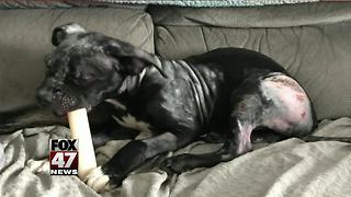 Abused puppy needs more surgery