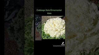 Ornamental Kale