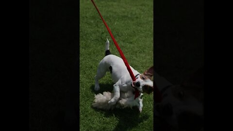 Dog on Leash Playing With Toy #Shorts