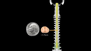 Spinal cord Topography