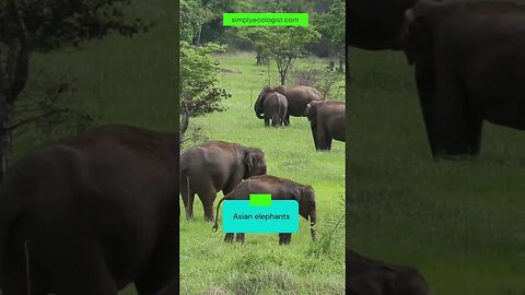 Safari sightings | Herd of Asian elephants #shorts