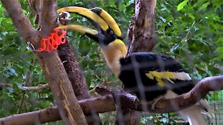 Beautiful giant hornbill plays happily with a new toy