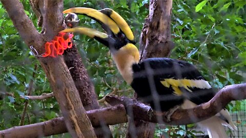 Beautiful giant hornbill plays happily with a new toy