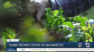 Home grown coffee in San Marcos