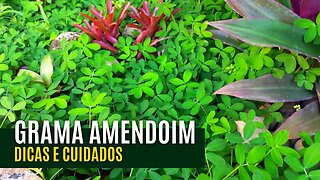 GRAMA AMENDOIM - DICAS E CUIDADOS