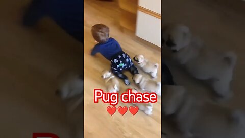 Pug chase