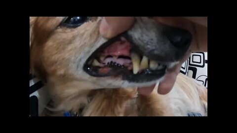 Mr Ween gets his Teeth Cleaned and a Tooth Pulled! Veracruz, Mexico!