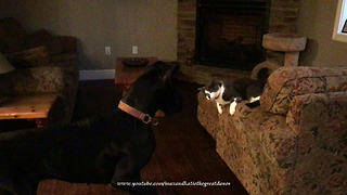 Great Dane bounces and pounces with new cat friend