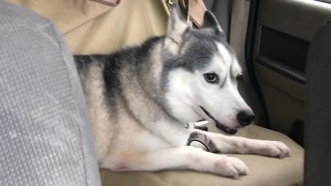 Energetic Husky Has A Case Of The Zoomies In A Car