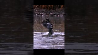 Slow Motion Duck Flapping in the Rain