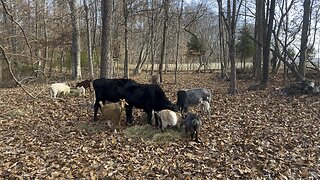 #cattle #goats #farm #homestead Chamberlin Family Farms “Naturally Good”