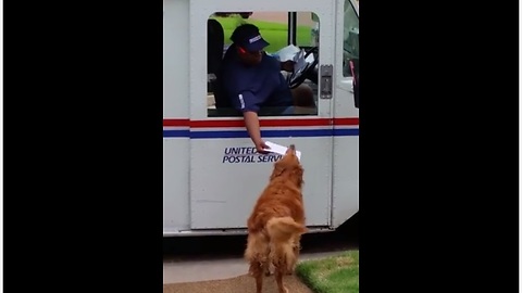 Golden Retriever Waits For Mail Truck To Deliver Mail