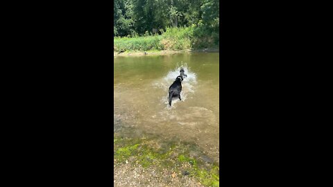 Two Dogs playing fetch in the creek