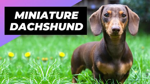 Miniature Dachshund 🐶 The Perfect Lapdog