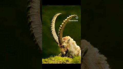 MARKHOR LEGEND OF THE MOUNTAIN||PAKISTANI MOST BEAUTIFUL ANIMAL #MARKHOR#PAKISTANIBEAUTY#WILDLIFE