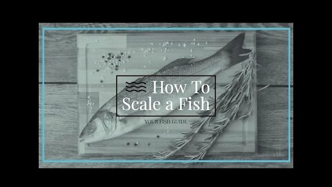 How To Scale a Fish ~ Step-by-Step and Tips on Scaling YOUR Fish