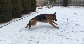 Pastore tedesco gioca e si diverte sulla neve