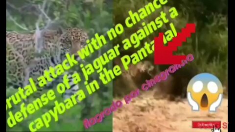 Brutal attack with no chance defense of a jaguar against a capybara in the Pantanal