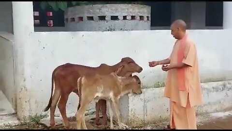 गोरखनाथ मंदिर के दर्शन के दौरान गौशाला में योगी महाराज