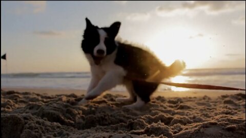 Good morning with cute puppies on beach