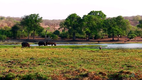 La planète des animaux