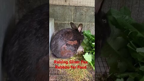 Raising Silver Fox Rabbits for food #rabbits #homesteading #growingyourownfood #silverfoxrabbits
