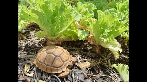 Baby Ninja Tortoise #NatureInYourFace African Sulcata