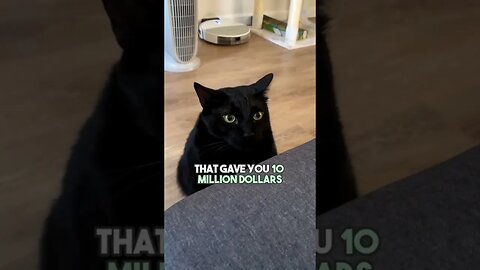 Would you?🤔 #cat #kitten #blackcat #leonthecatdad #relationship #relatable #wouldyourather #button