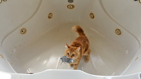 Jack the Cat Goes Crazy in Bathtub with Catnip mouse