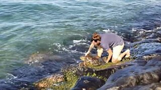 Man rescues turtle caught between rocks