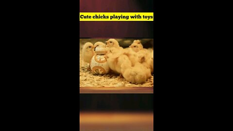 cute chicks playing with toys