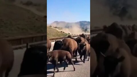 Bison Buffalo Stampede! #nature #nationalpark #camper #buffs