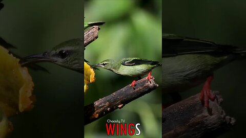 🐧 #WINGS - A Tropical Feast: Birds Feeding in Costa Rica's Paradise 🐦
