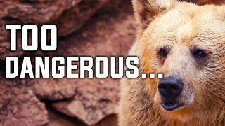 Too dangerous | top 10 dangerous animals