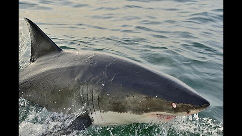 NJ "Jaws" Attacks and Alcatraz Escape