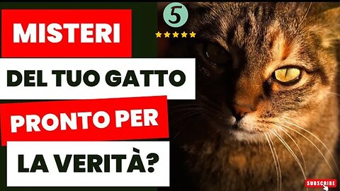 10 Comportamenti del tuo Gatto che Nascondono un Messaggio Segreto